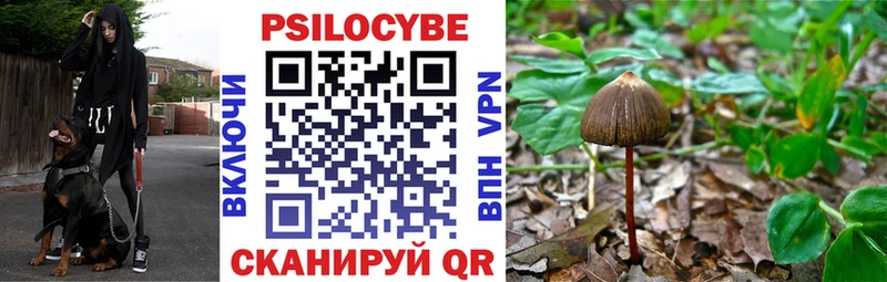 закладки Нерехта Галлюциногенные грибы Psilocybe